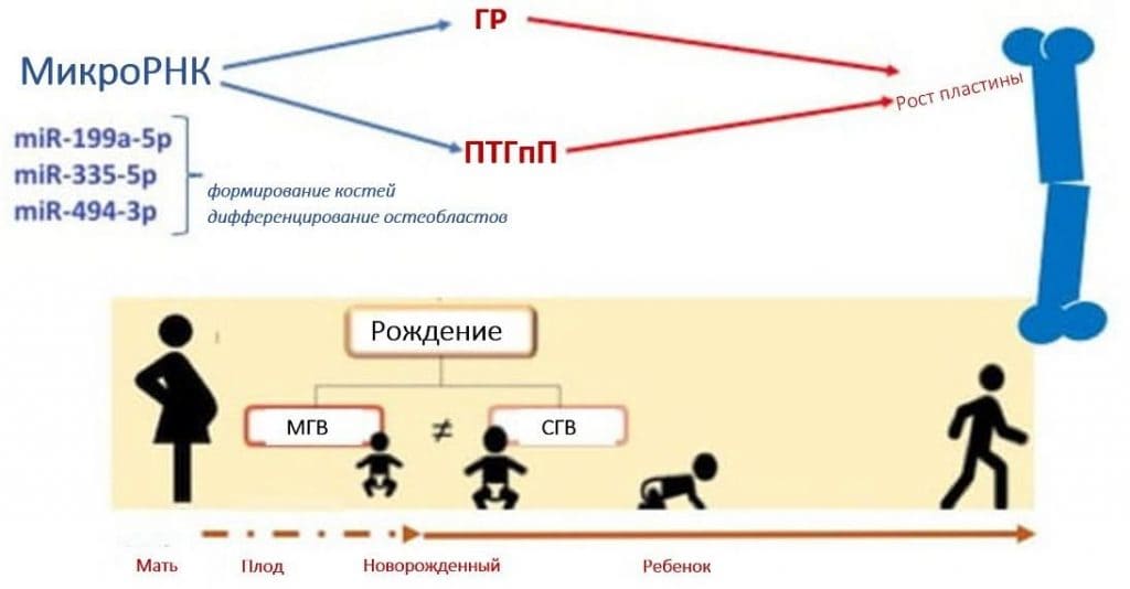 Здоровье костей пренатального и - Рисунок2